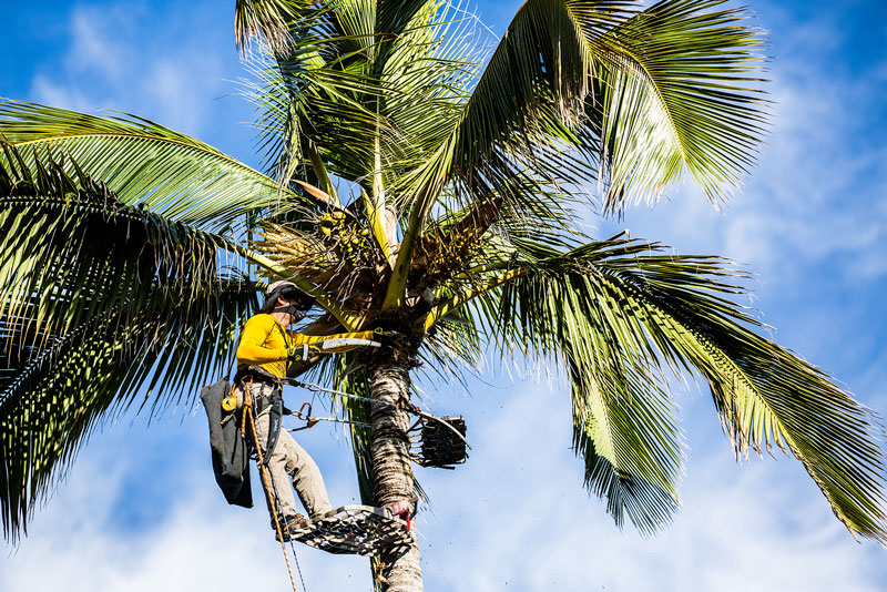 Palm Tree Trimmer services tree