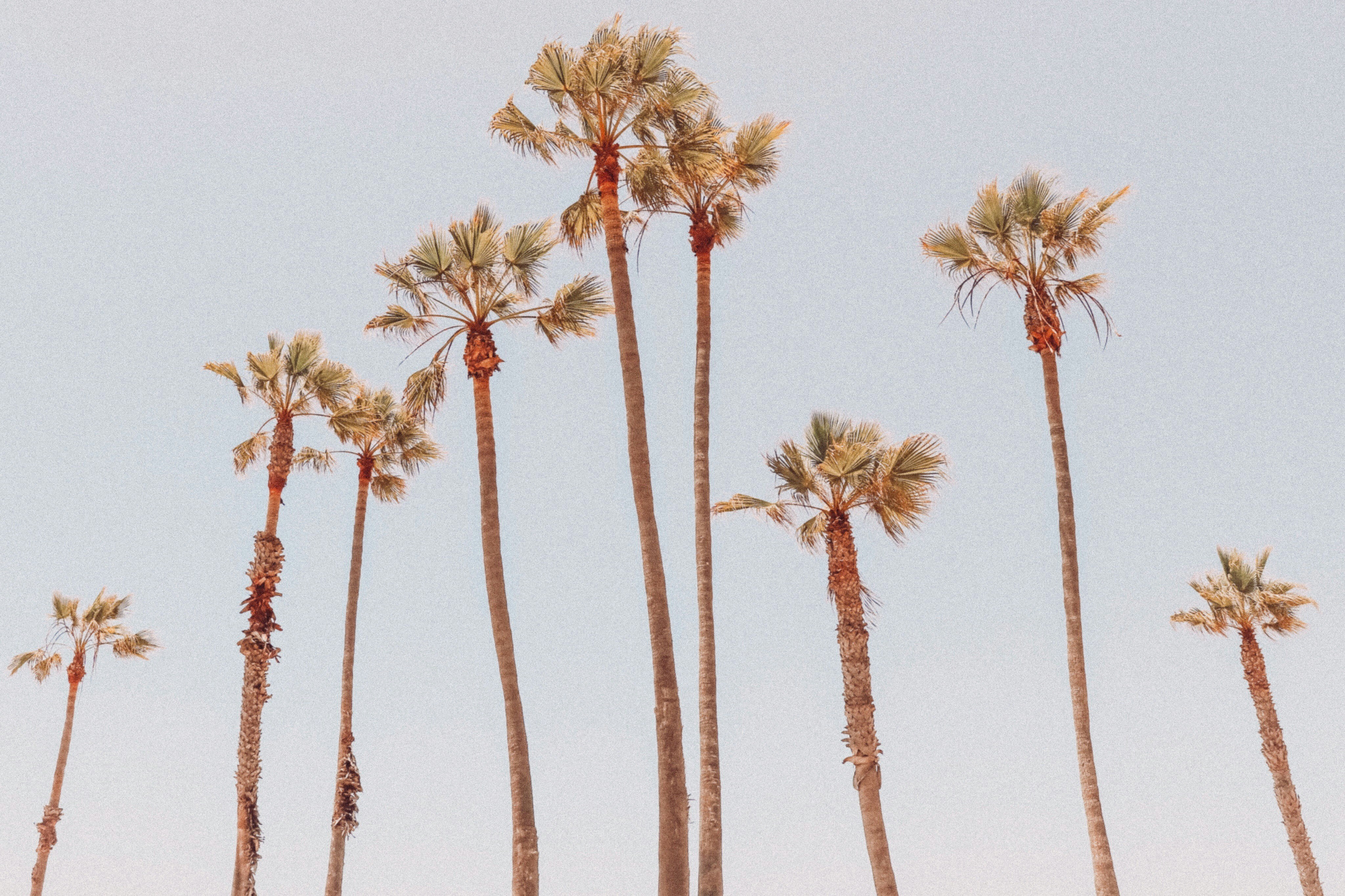 tall arizona palm trees with a blue sky