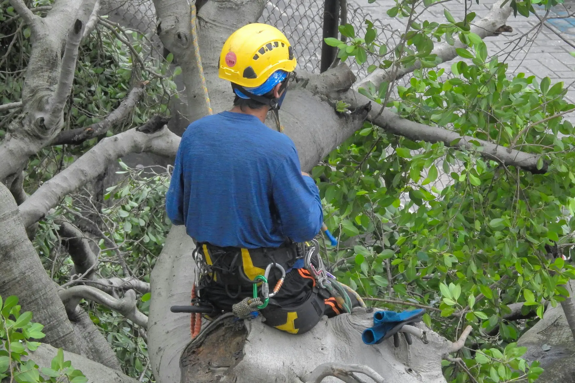 palm tree trimmer arizona hanging in tree